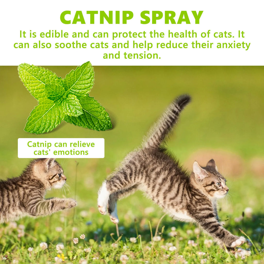 Natural Catnip Spray | Happy Water Formula for Cats | Promotes Appetite | Relieves Anxiety | Boosts Vitality | Pet Training Aid | Mood Enhancer