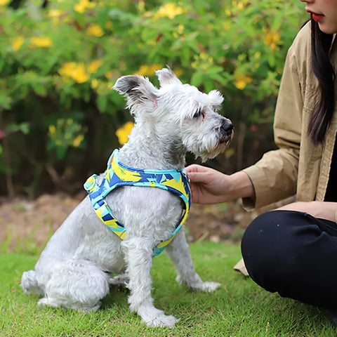 New Dog Cat Harness | Adjustable Vest Walking Lead Leash | Puppy Dogs Collar | Polyester Mesh Harness | Small Medium Dog Cat Pet