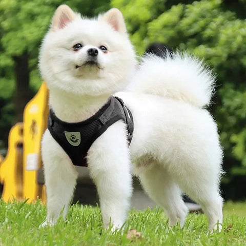 Adjustable Nylon Dog Harness with Walking Lead – Comfortable Mesh Vest for Small and Medium Pets
