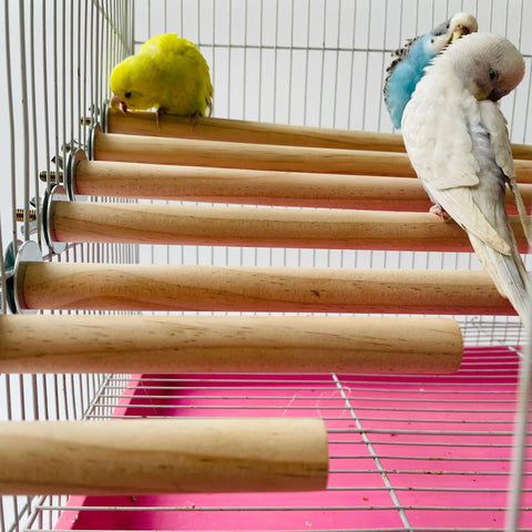 Parrot Perch Stand | Wood Hanging Rack Toy for Bird Cage