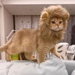 Cute Lion Mane Wig Hat for Cats/Small Dogs | Funny Pet Costume For Halloween, Christmas & Parties