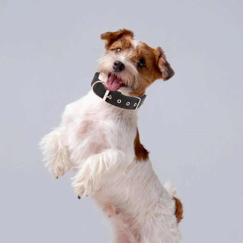 Adjustable Nylon Pet Collar with Traction Ring – Durable and Comfortable Dog Neck Strap
