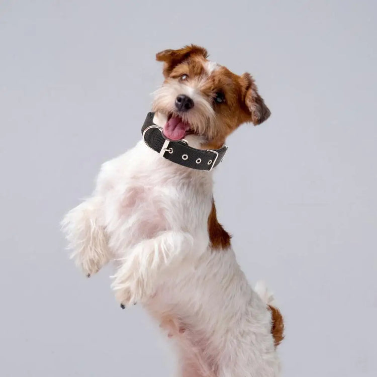 Adjustable Nylon Pet Collar with Traction Ring – Durable and Comfortable Dog Neck Strap