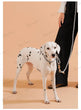 Striped Nylon Rope Dog Collar Slip-On Quick Release Personalized Collar for Small to Large Dogs