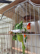 Cute Small Pet Bird Food Holder | Parrot Fruit & Veggie Clip | Cuttlefish Bone Feeder | Cage Clamp Tool | Accessories for Canaries & Cockatiels