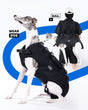 Outdoor Dog Carrier Backpack for Large Breeds – Hiking & Travel Pet Carrier