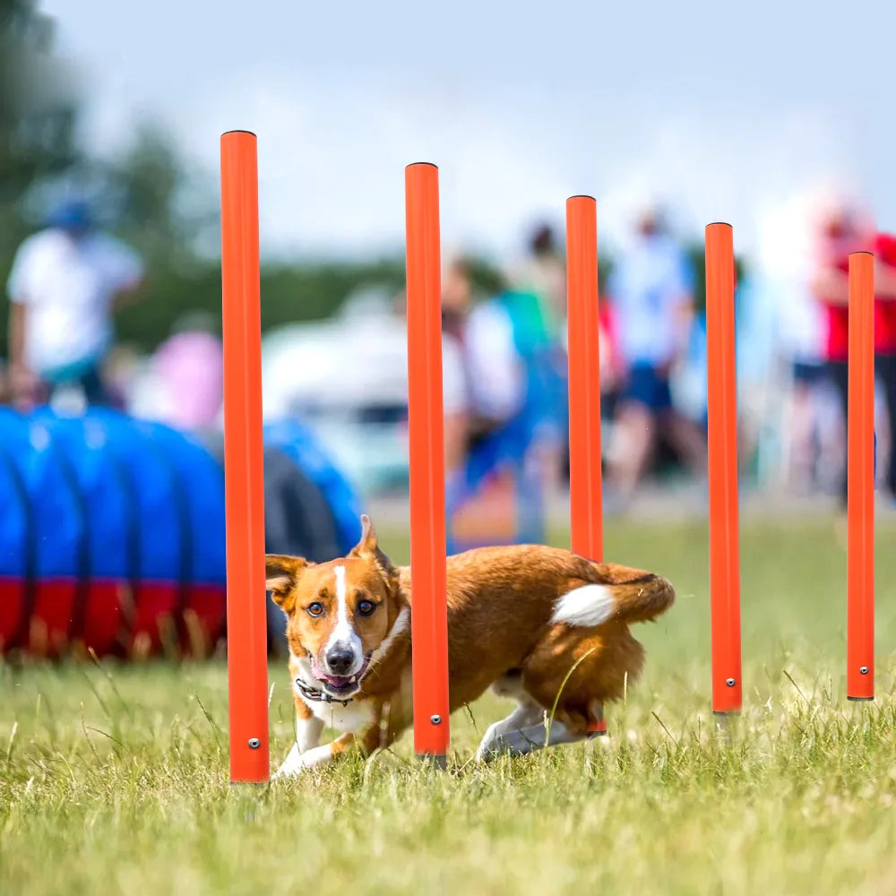 Portable Dog Agility Equipment Jumping Training Tool for Outdoor Exercise