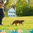 Cat Carrier – Lightweight & Escape-Proof | Adjustable Soft Harness & Leash Set for Walking & Travel | Secure & Breathable Kitten Harness
