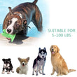 Interactive Dog Toothbrush Toy – Durable Chew Toy for Teeth Cleaning and Training