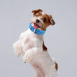 Adjustable Nylon Pet Collar with Traction Ring – Durable and Comfortable Dog Neck Strap