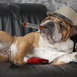 3-Pack Interactive Plush Cigarette Dog Toys with Box