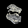 Dog Teeth Dental Model Transparent Dentistry Animal Pet Resin Canine Dog Teeth Model For Teaching Education Veterinary Studying