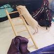 1PC Birds Toy | Wooden Ladders Swing Scratcher Perch Climbing | 3/4/5/6 Step Ladder for Bird Cage Parrots Hamsters Hanging Pet Supplies