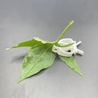 Bird Food Holder Clip | Parrot Cage Feeding Tool | Fruit & Cuttlebone Clamp for Birds & Rodents | White Plastic Pin Clip