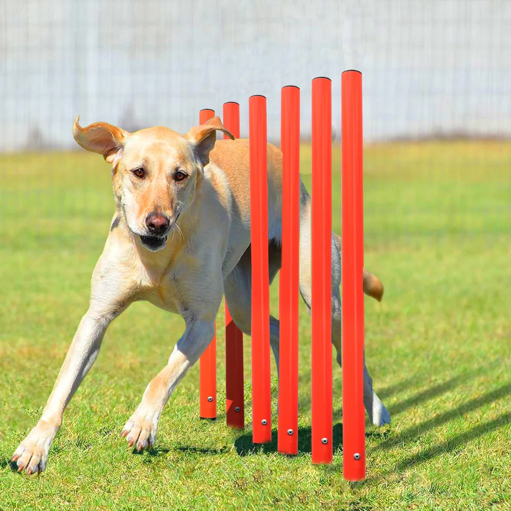Outdoor Dog Obstacle Training Set – Agility Equipment for All Breeds