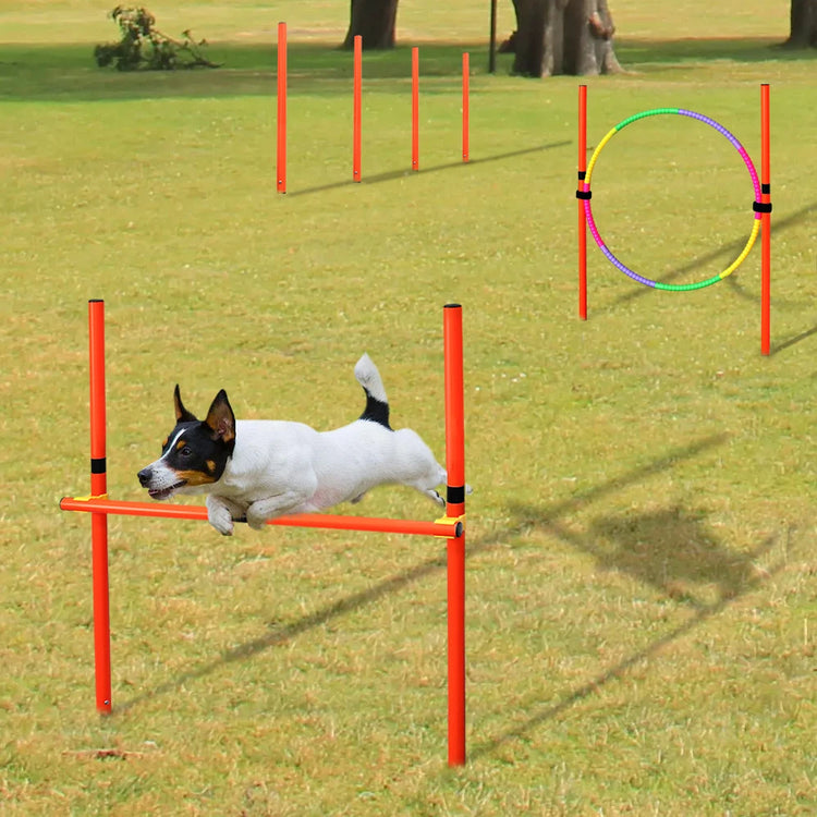 Portable Dog Agility Training Set – Outdoor Jumping & Obstacle Equipment