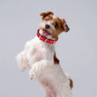 Adjustable Nylon Pet Collar with Traction Ring – Durable and Comfortable Dog Neck Strap