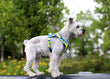 New Dog Cat Harness | Adjustable Vest Walking Lead Leash | Puppy Dogs Collar | Polyester Mesh Harness | Small Medium Dog Cat Pet