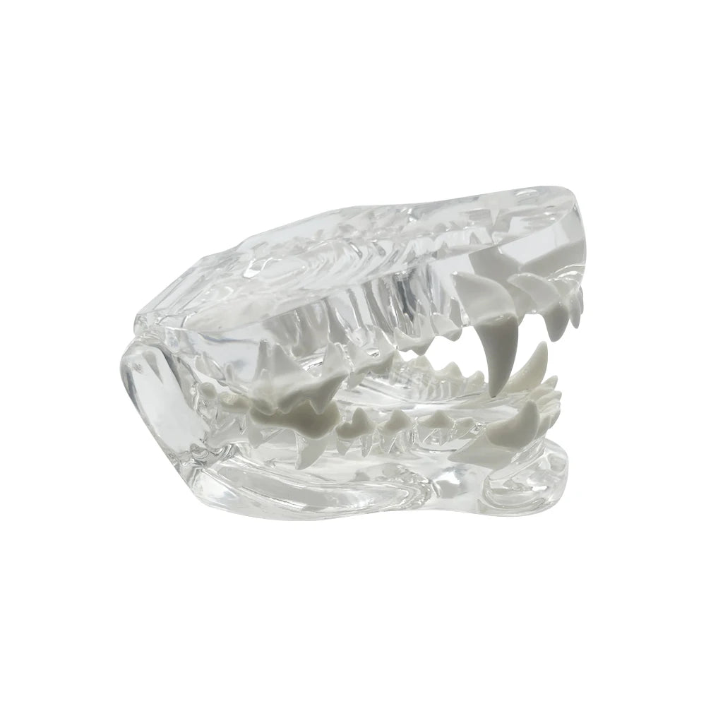 Dog Teeth Dental Model Transparent Dentistry Animal Pet Resin Canine Dog Teeth Model For Teaching Education Veterinary Studying