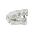 Dog Teeth Dental Model Transparent Dentistry Animal Pet Resin Canine Dog Teeth Model For Teaching Education Veterinary Studying