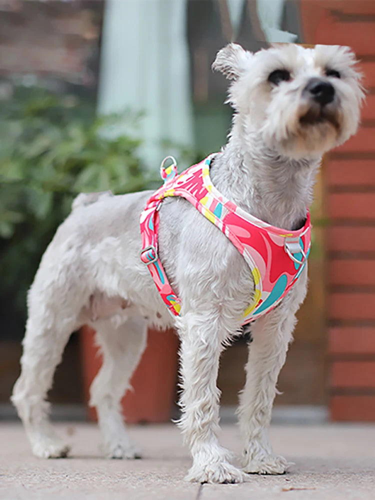 New Dog Cat Harness | Adjustable Vest Walking Lead Leash | Puppy Dogs Collar | Polyester Mesh Harness | Small Medium Dog Cat Pet