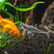 DIY Aquarium Floating Shark Ornament – Creative Fish Tank Decor with Adjustable Float and String