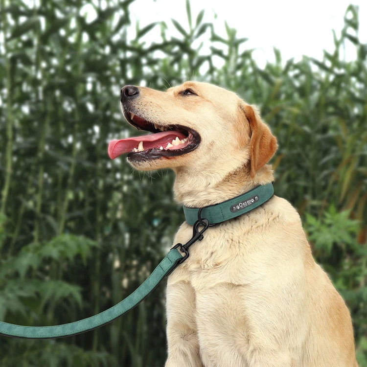 Custom Leather Dog Collar and Leash Set – Personalized, Durable, and Padded for Small to Large Dogs