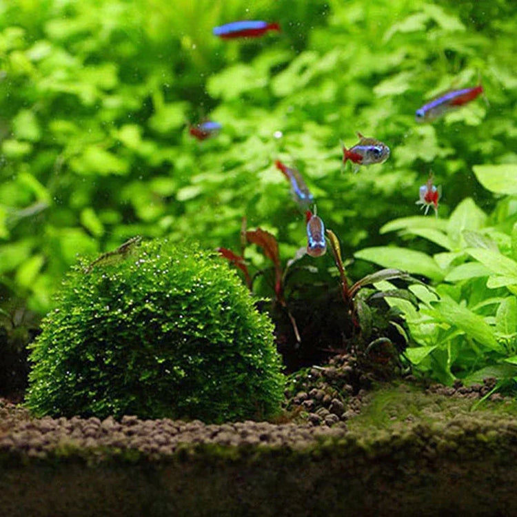 Aquarium Moss Ball Holder – Transparent Plastic Aquatic Plant Container & Filter Decoration for Fish Shrimp Tanks