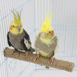 Parrot Pet Standing Stick | Wood Hanging Stand Rack | Toy Sticksstand Branch Perches for Bird Cage | Bar Paw Grinding Clean Toys