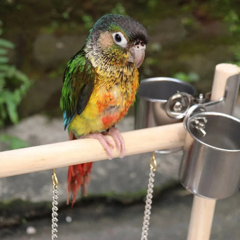 Bird Playground Perch Stand | Swing, Feeding Cups, Climbing Ladder | Parrot Playstand Exercise Playgym for Parakeet, Cockatiel, Lovebird