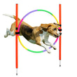 Portable Dog Agility Training Set – Outdoor Jumping & Obstacle Equipment