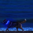 LED Light-Up Dog Collar – High Visibility Safety Collar for Night Walks (Battery Powered)