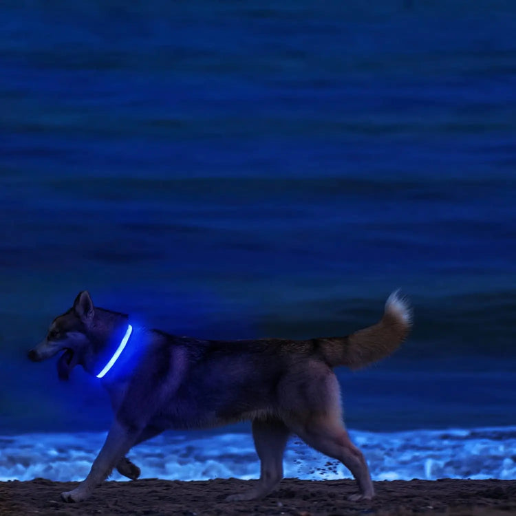 LED Light-Up Dog Collar – High Visibility Safety Collar for Night Walks (Battery Powered)