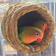 Natural Handmade Straw Bird Nest – Cozy Pigeon & Parrot Nest for Small Pet Birds | Eco-Friendly Cage Accessory (9x12cm)