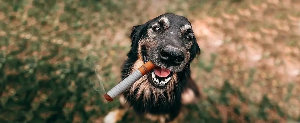3-Pack Interactive Plush Cigarette Dog Toys with Box