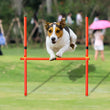 Outdoor Dog Obstacle Training Set – Agility Equipment for All Breeds