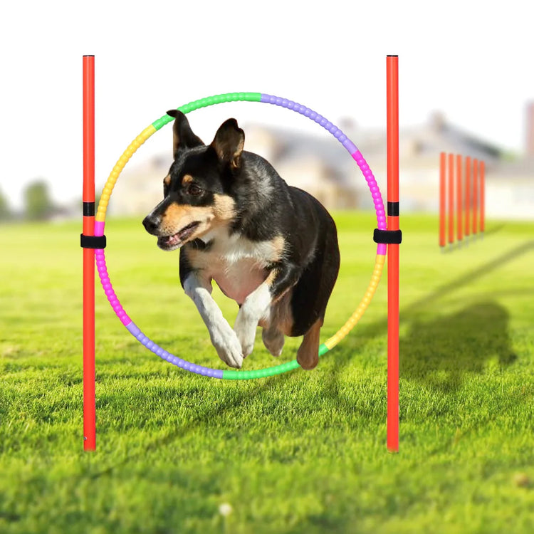 Outdoor Dog Obstacle Training Set – Agility Equipment for All Breeds