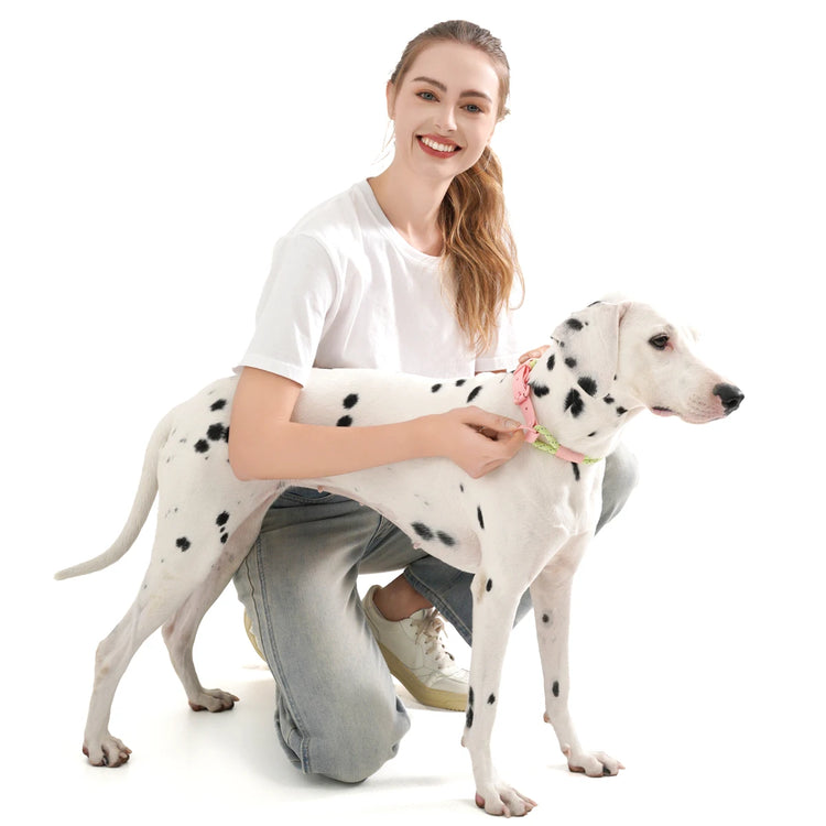 Cute Candy Style Nylon Dog Collar – Waterproof, Reflective, and Customizable