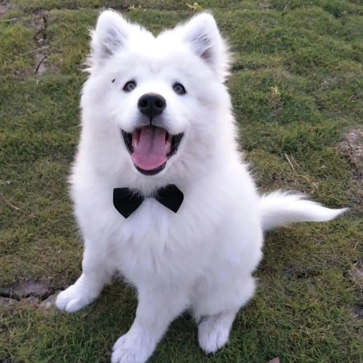 Dog Cat Bow Tie | Pet Costume Necktie Accessories Collar - Small Dogs | Puppy Grooming | Dog Accessories - Bandana
