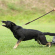 Braided Leather Dog Collar and Leash Set – Durable Genuine Cowhide for Medium & Large Dogs