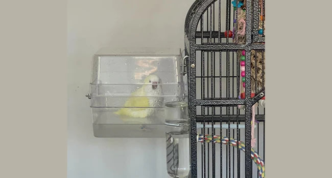 Bird Bath Shower   Bathtub Box  Large Hanging Clear Transparent  Cube   for Parrots  Cage Accessories Bowl