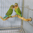 Natural Parrot Perch | Bird Stand Tree Stick | Paw Grinding Fork | Parakeet Climbing Branch | Bird Toys Cage Accessories