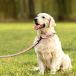Custom Leather Dog Collar and Leash Set – Personalized, Durable, and Padded for Small to Large Dogs