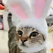 Cute Lion Mane Wig Hat for Cats/Small Dogs | Funny Pet Costume For Halloween, Christmas & Parties