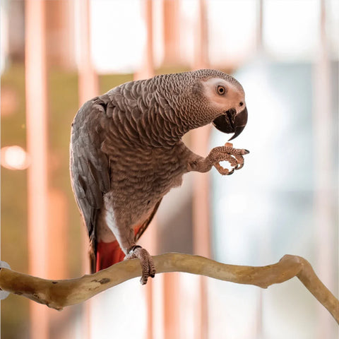 Natural Parrot Perch | Bird Stand Tree Stick | Paw Grinding Fork | Parakeet Climbing Branch | Bird Toys Cage Accessories
