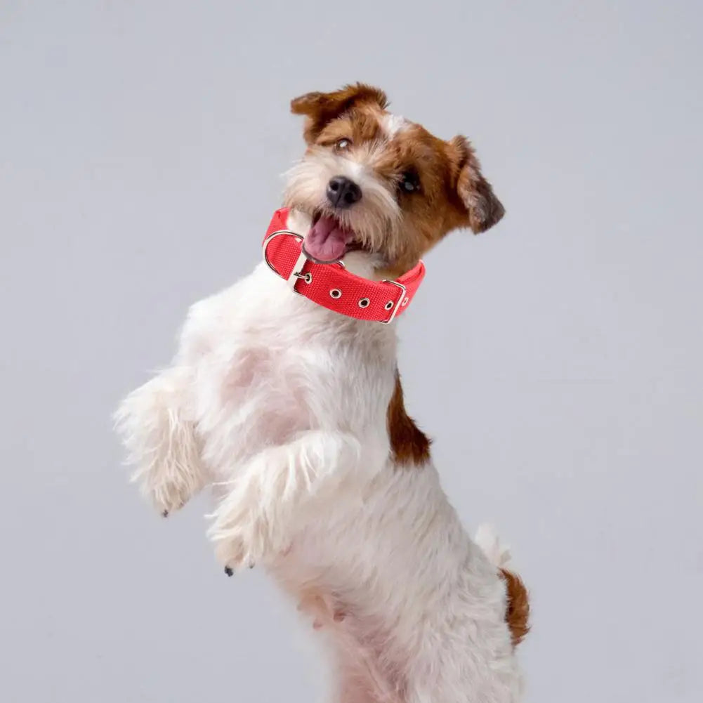 Adjustable Nylon Pet Collar with Traction Ring – Durable and Comfortable Dog Neck Strap