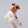 Adjustable Nylon Pet Collar with Traction Ring – Durable and Comfortable Dog Neck Strap