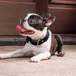Durable Real Leather Dog Collar – Adjustable & Heavy-Duty for Medium to Large Dogs