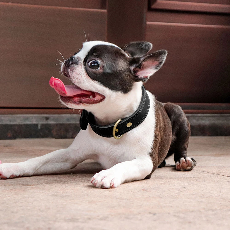 Durable Real Leather Dog Collar – Adjustable & Heavy-Duty for Medium to Large Dogs