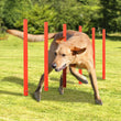 Outdoor Dog Obstacle Training Set – Agility Equipment for All Breeds
